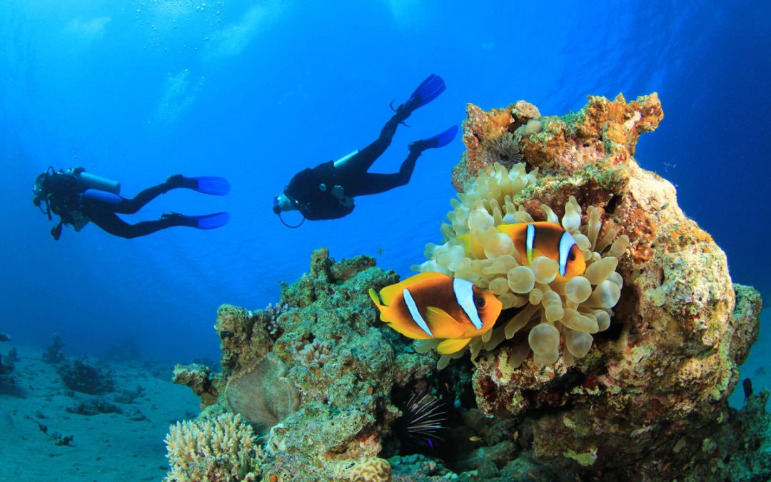 Al Bahader Reef -Jeddah
