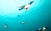 Dive into the water with puffin birds